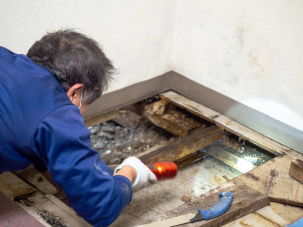 Best Mold Remediation Services  in Deshler, OH
