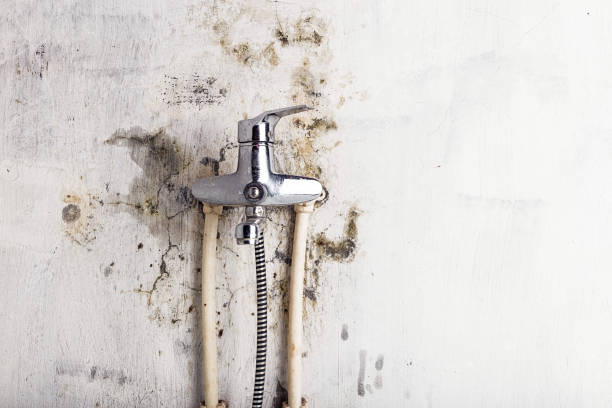 Best Mold Removal Near Me  in Deshler, OH