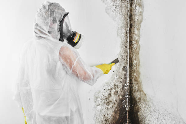 Best Mold Damage Repair  in Deshler, OH