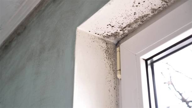 Best Attic Mold Removal  in Deshler, OH