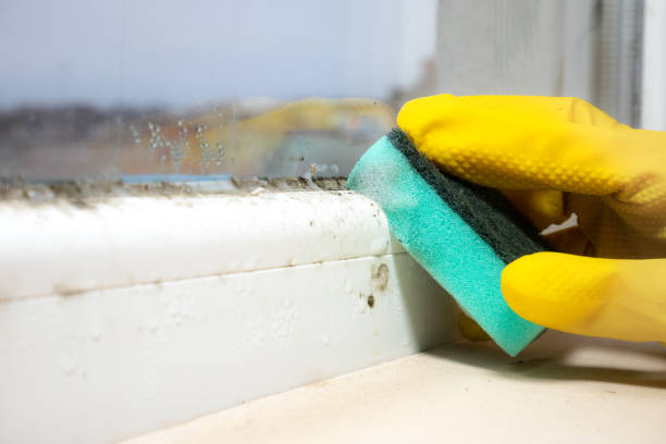 Best Crawl Space Mold Removal  in Deshler, OH