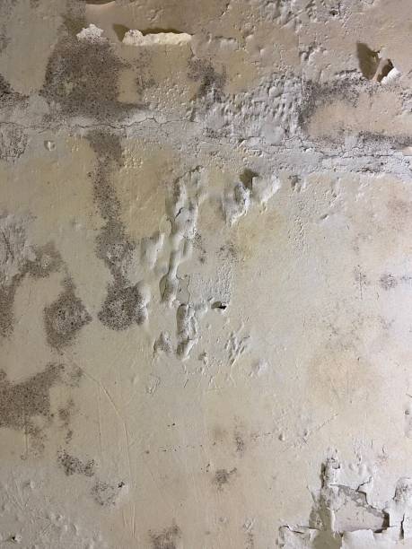 Best Residential Mold Removal  in Deshler, OH