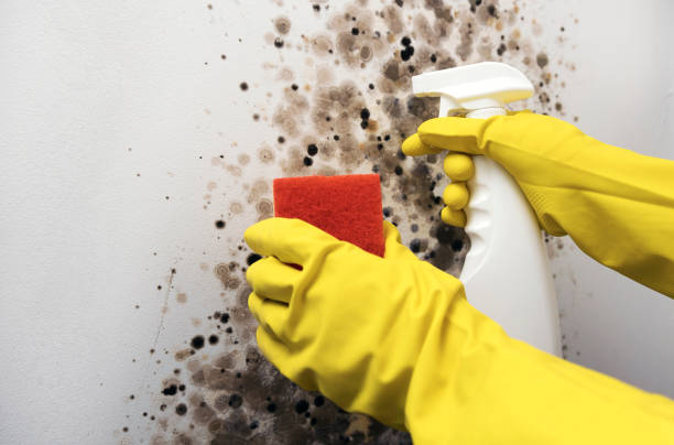 Best Affordable Mold Removal  in Deshler, OH