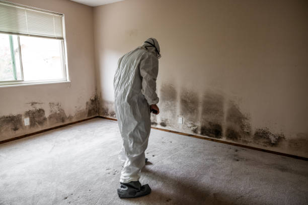 Best Professional Mold Removal  in Deshler, OH