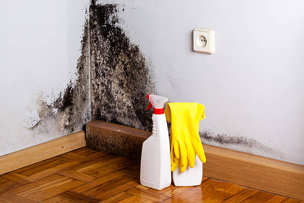 Best Mold Inspection  in Deshler, OH