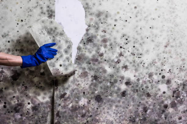 Best Mold Removal Near Me  in Deshler, OH