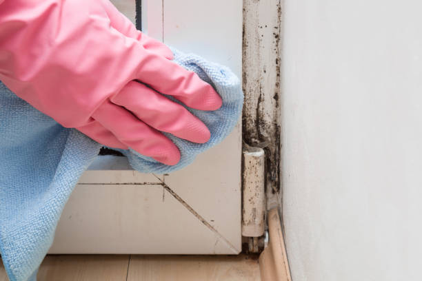 Best Mold Removal Near Me  in Deshler, OH