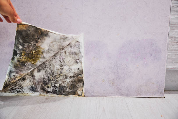 Best Same-Day Mold Removal  in Deshler, OH